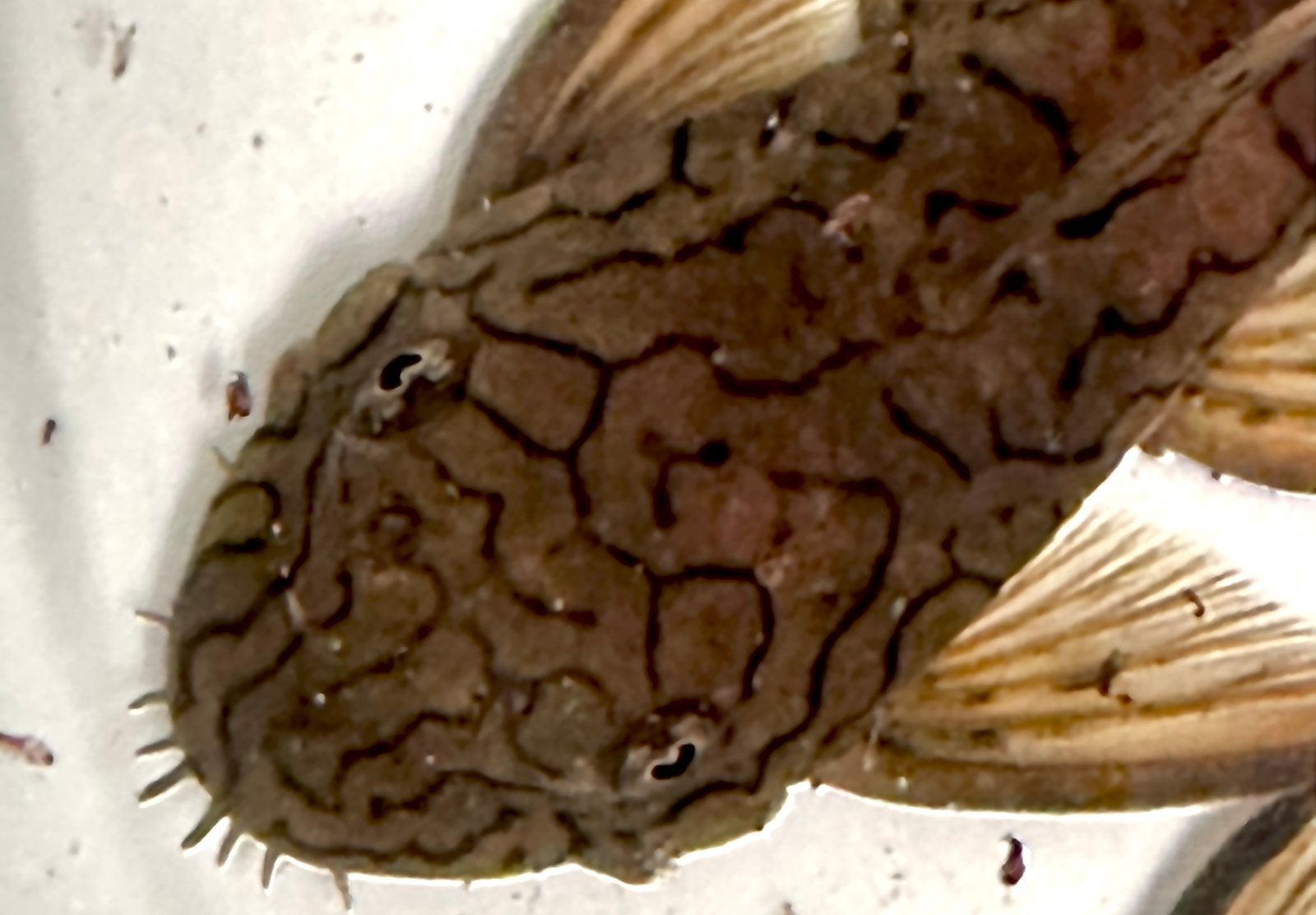L089 Honeycomb Pleco Wildvang, Dieren en Toebehoren, Vis, Zoetwatervis, Schoolvis