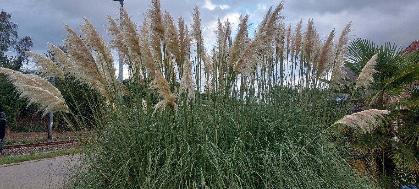 pluimen/ pampas, Ophalen of Verzenden
