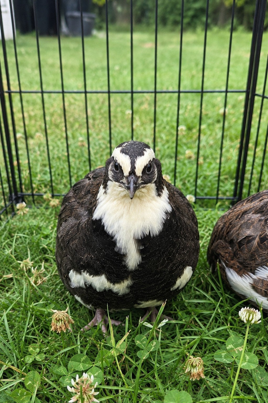 Zeldzame Kwarteleitjes – Speciale Kleuren, Animaux & Accessoires, Volatiles