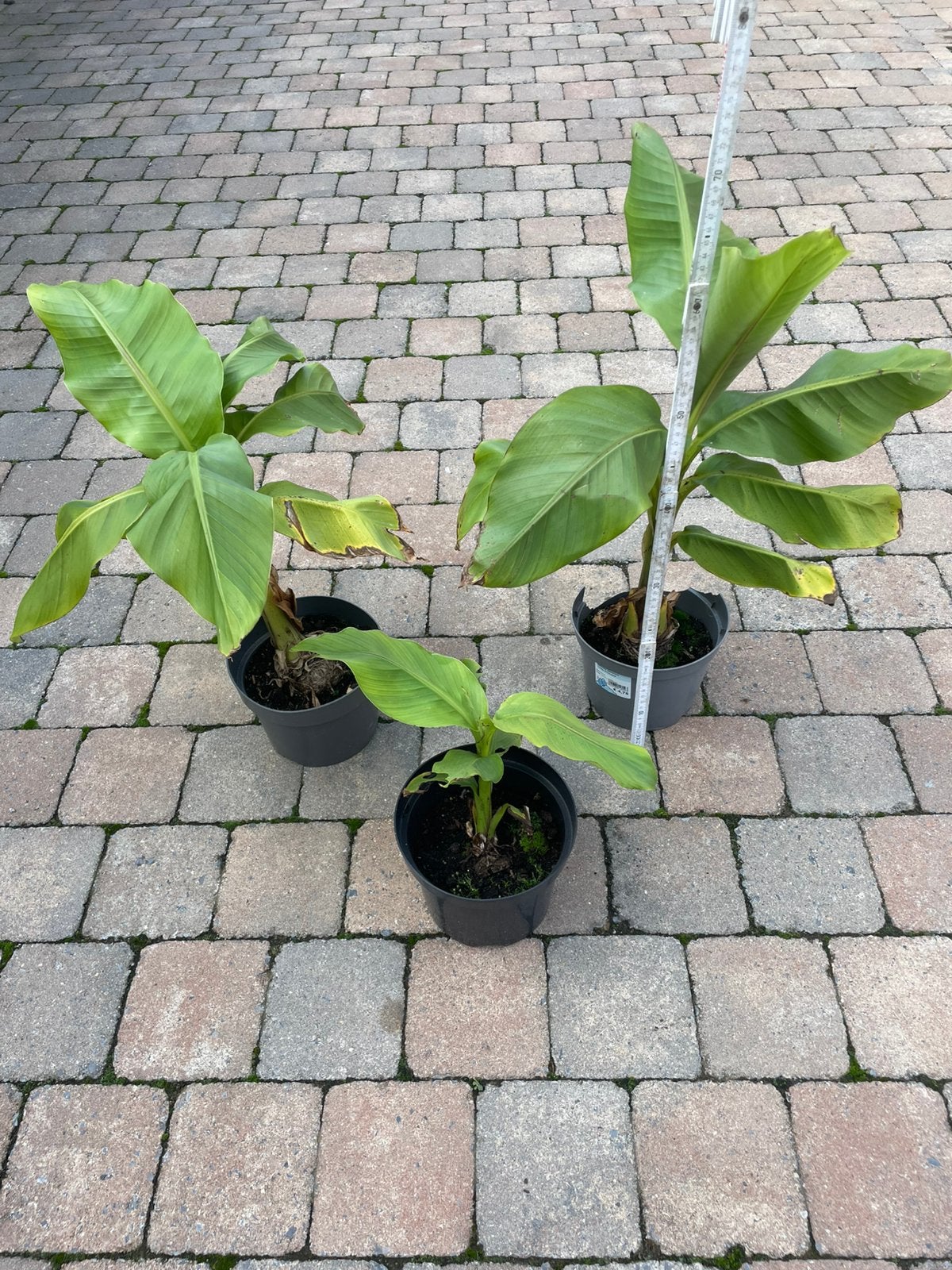 Musa basjoo vezel banaan boom, Tuin en Terras, Ophalen