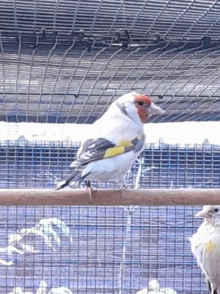 Putters, Dieren en Toebehoren