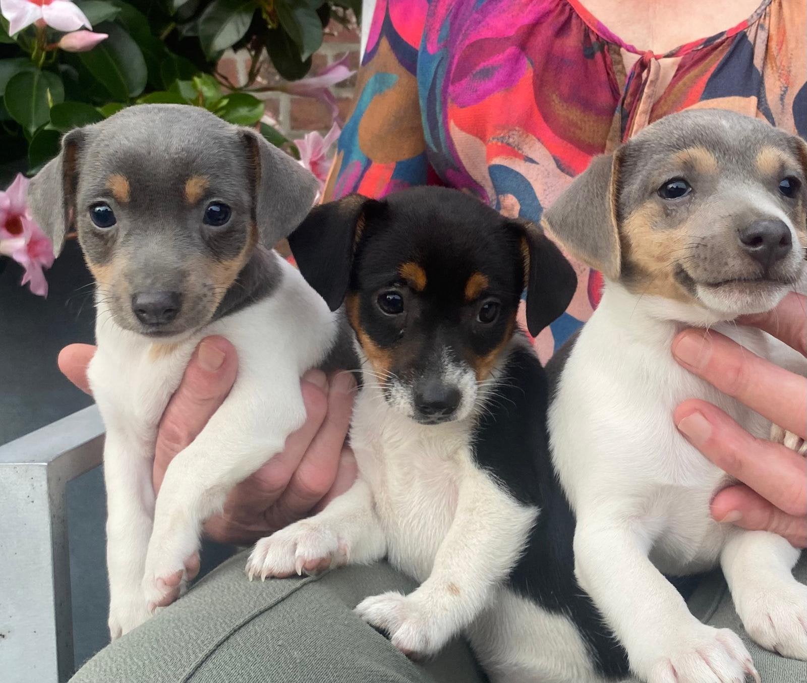 Zalige Jack Russel pups uit levendig boerderijnestje, Maladie de Carré (chiens), 8 à 15 semaines, Plusieurs, Éleveur | Loisir
