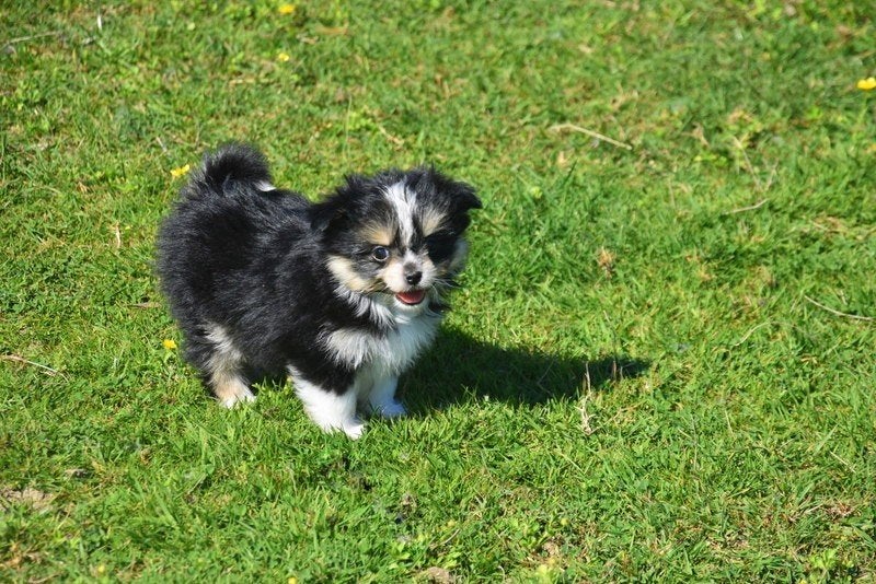 Prachtig kleinblijvend Boomer pupje, Parvo, België, 8 tot 15 weken, Teef