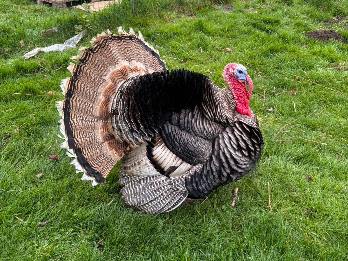 Kalkoen Haan, Dieren en Toebehoren, Kalkoen