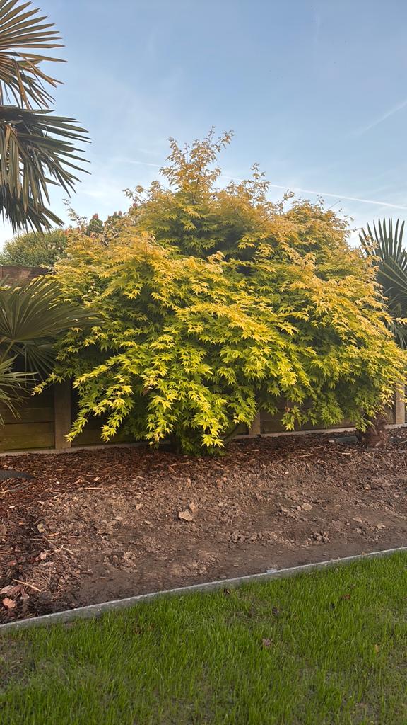 Japanse esdoorn / Acer, Tuin en Terras, Ophalen, Halfschaduw, Overige soorten, 100 tot 250 cm