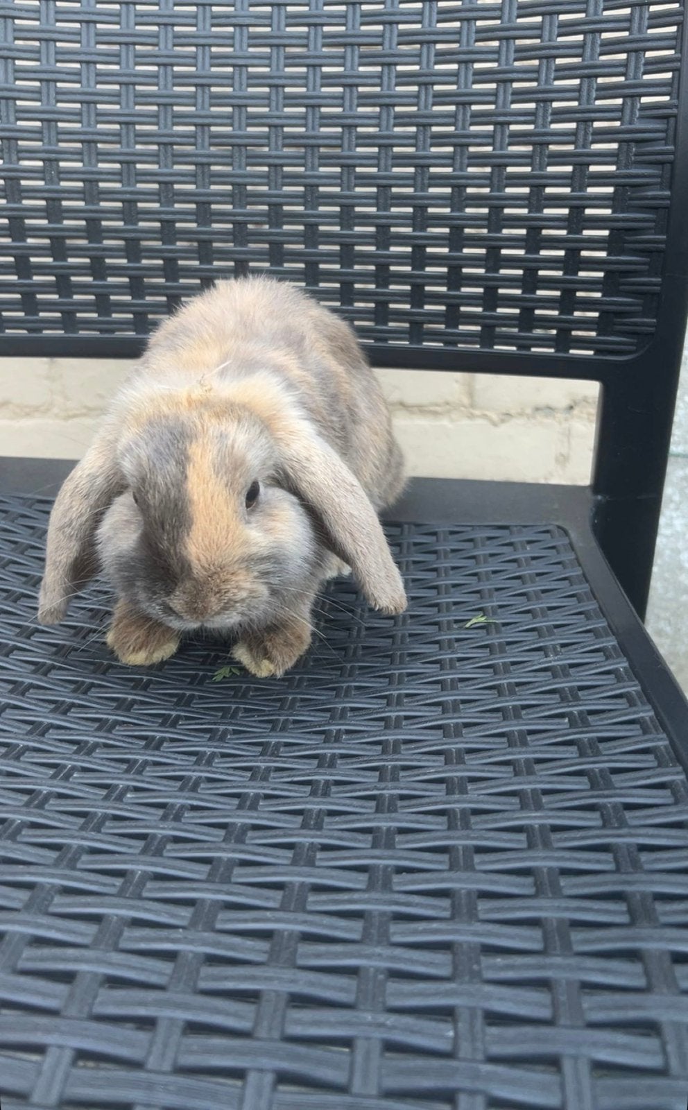 Konijnen te koop met konijnenren, Meerdere dieren, Klein, Hangoor, 0 tot 2 jaar