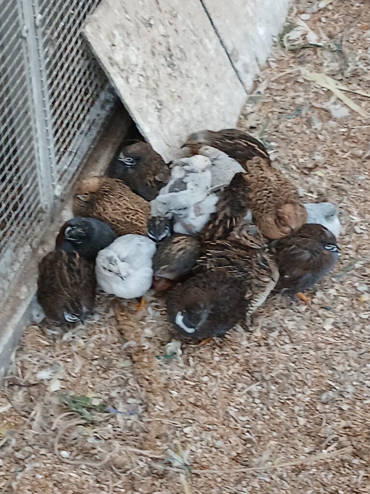 chinese dwergkwartels, Meerdere dieren, Overige soorten