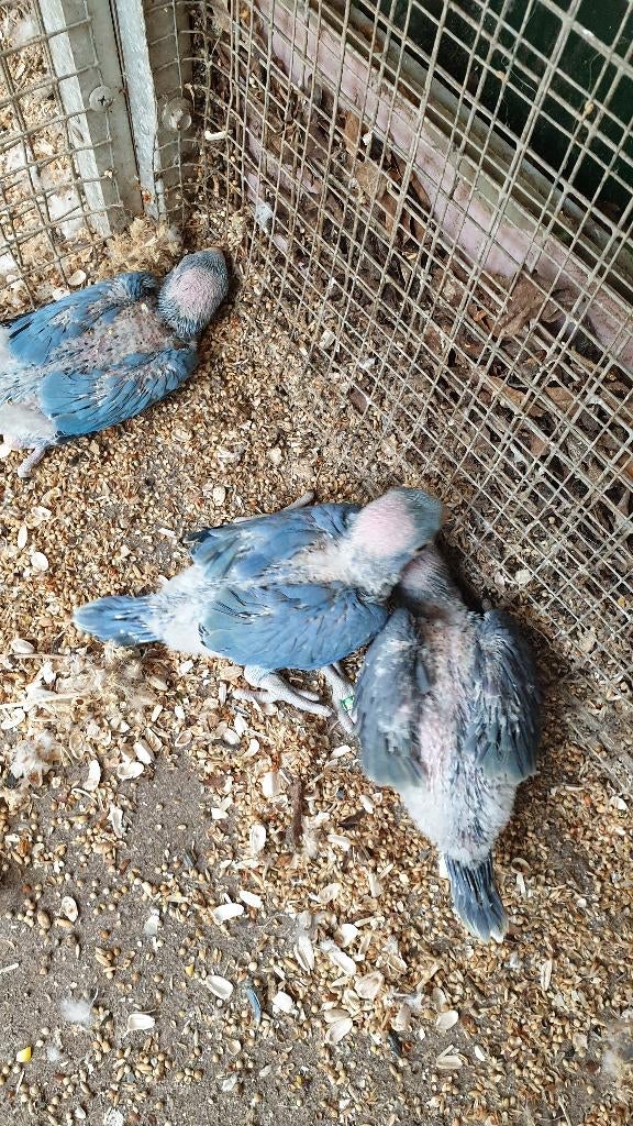 Halsbandparkieten, Dieren en Toebehoren, Geringd