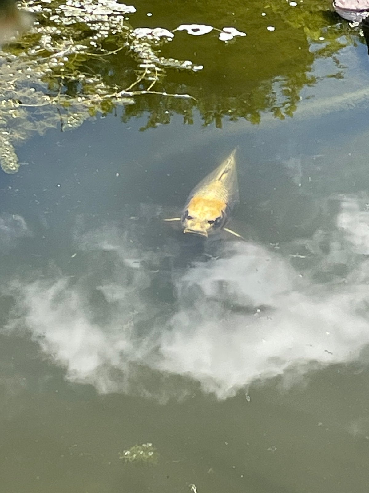 Allerlei vissen, Dieren en Toebehoren, Goudvis(sen)