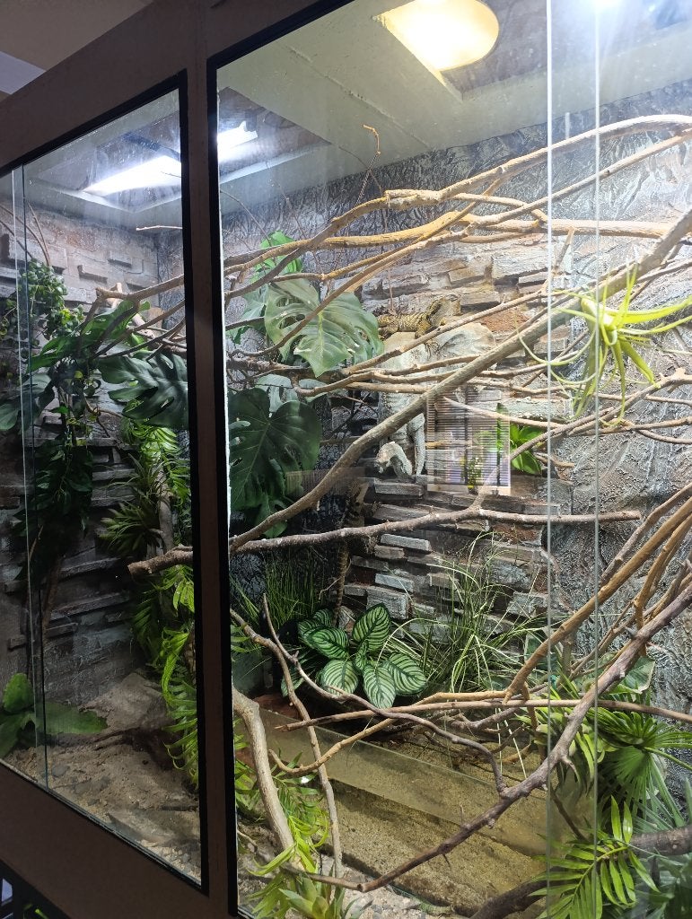 Dragons d'eau australiens, Animaux & Accessoires, Lézard, Avec terrarium, 0 à 2 ans