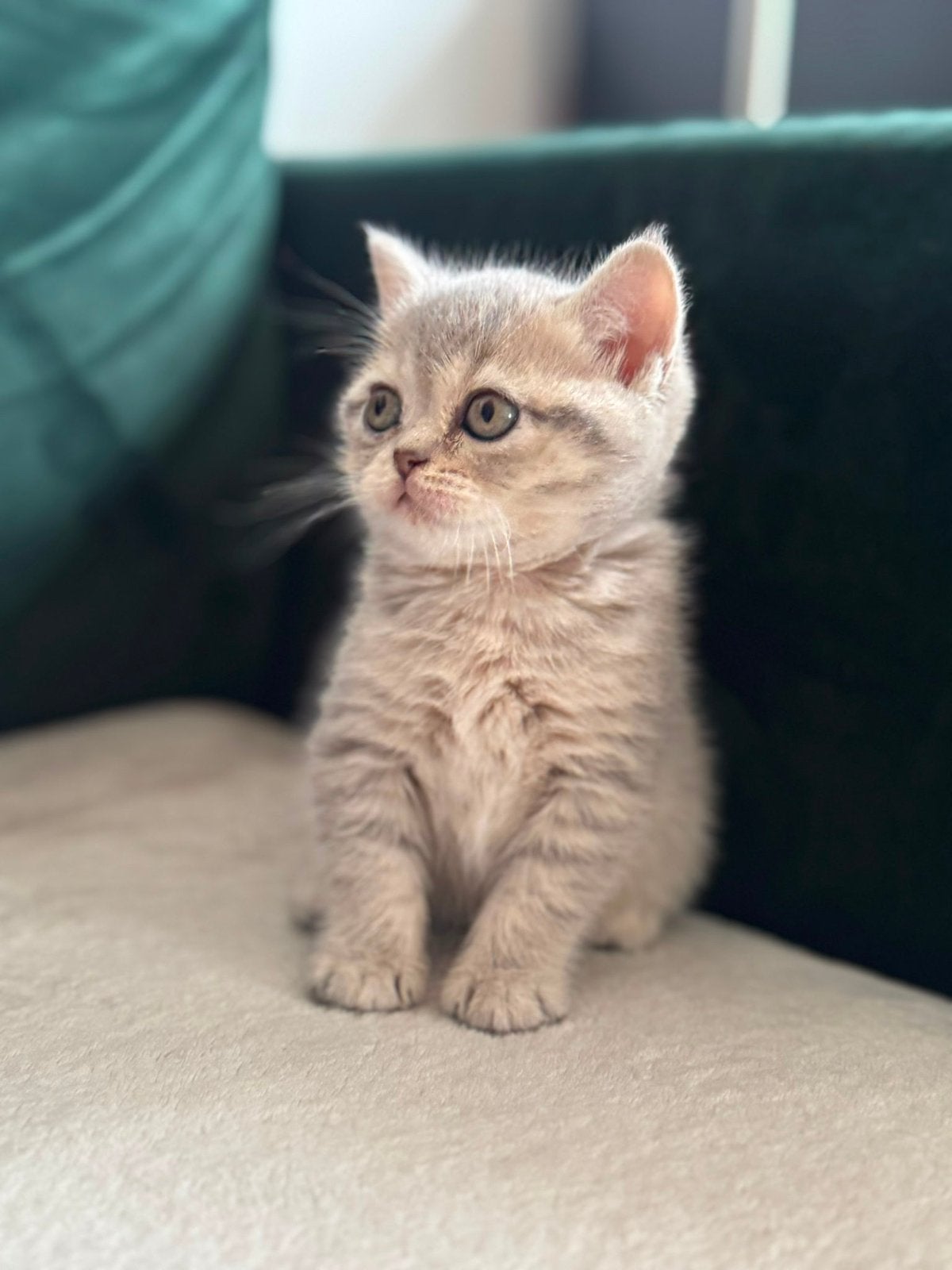 Chaton British Shorthair, Animaux & Accessoires, Chats & Chatons | Chats de race | Poil ras, Chatte ou Chat, Avec pedigree, 0 à 2 ans
