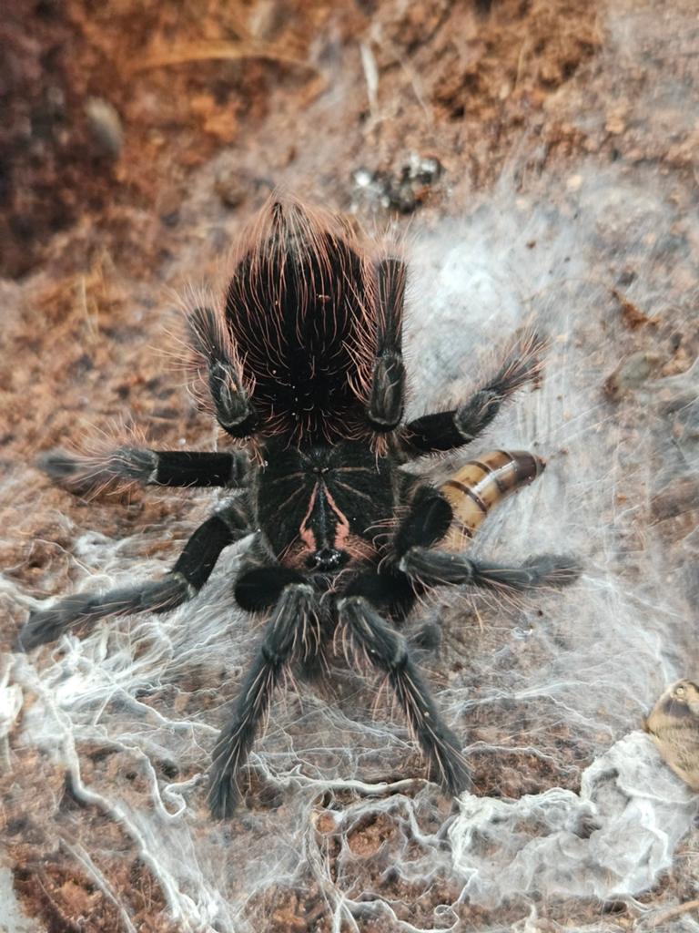 Pamphobeteus platyomma mannetje, Dieren en Toebehoren, Insecten en Spinnen