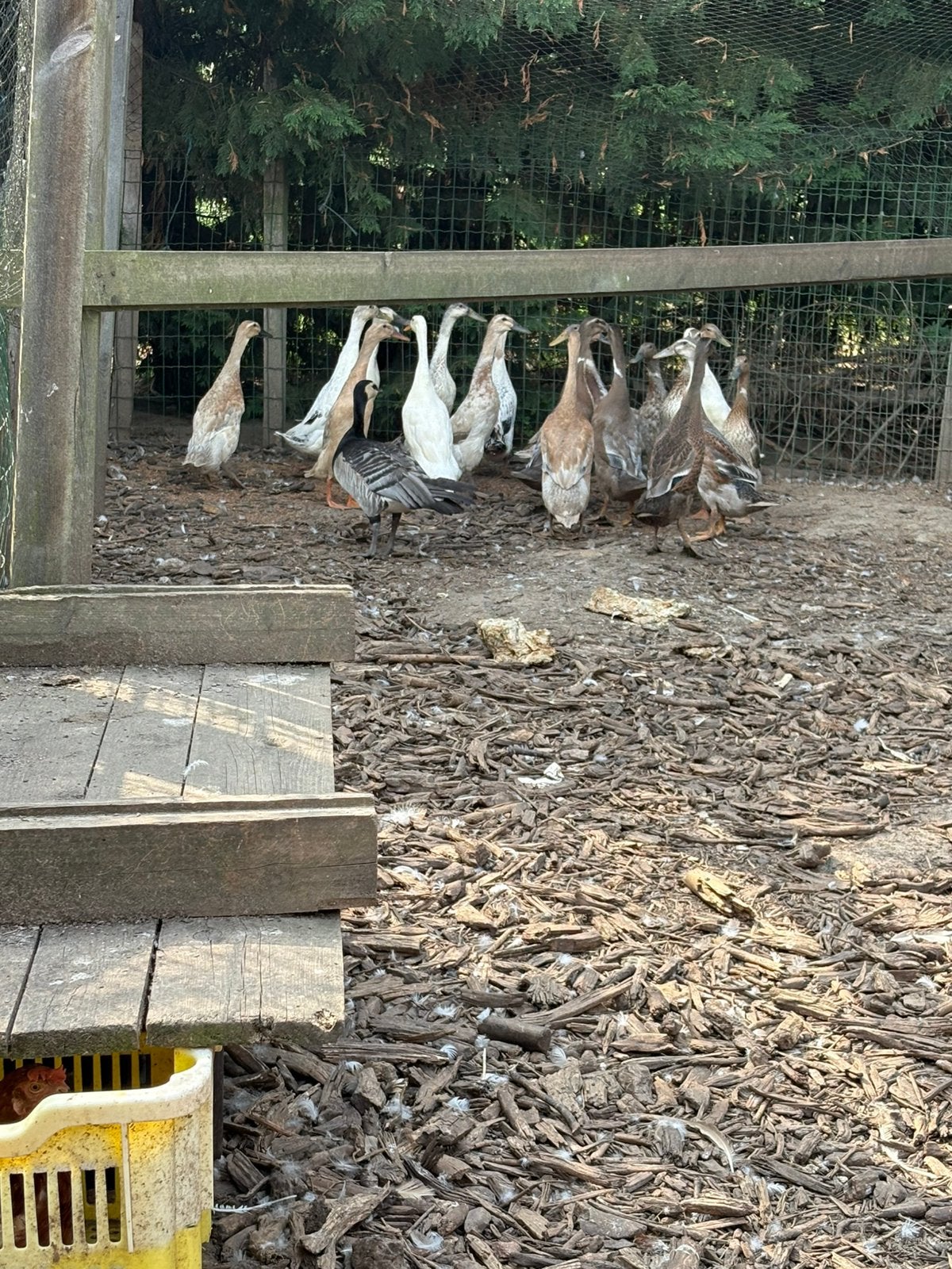 Loopeenden, Femelle, Canard