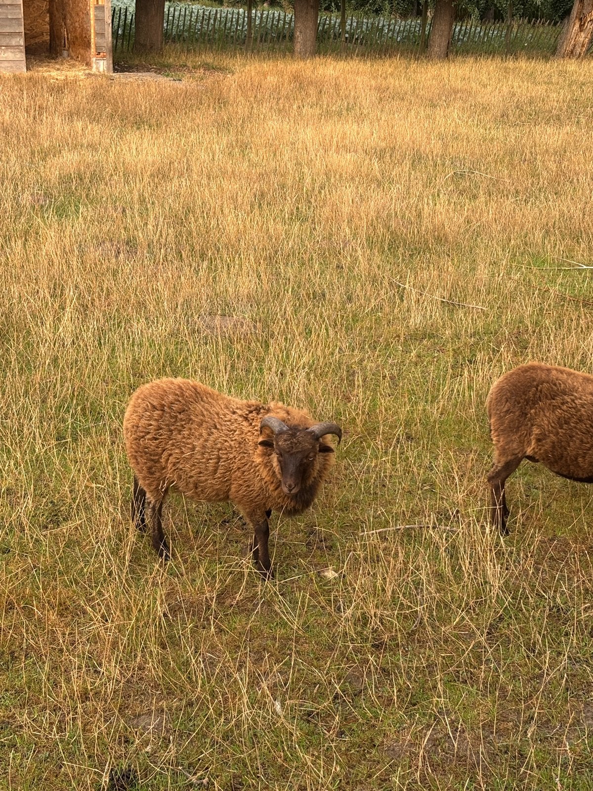 Ouessant rammetje - caramel, Dieren en Toebehoren, Schapen, Geiten en Varkens, Mannelijk, Schaap, 0 tot 2 jaar