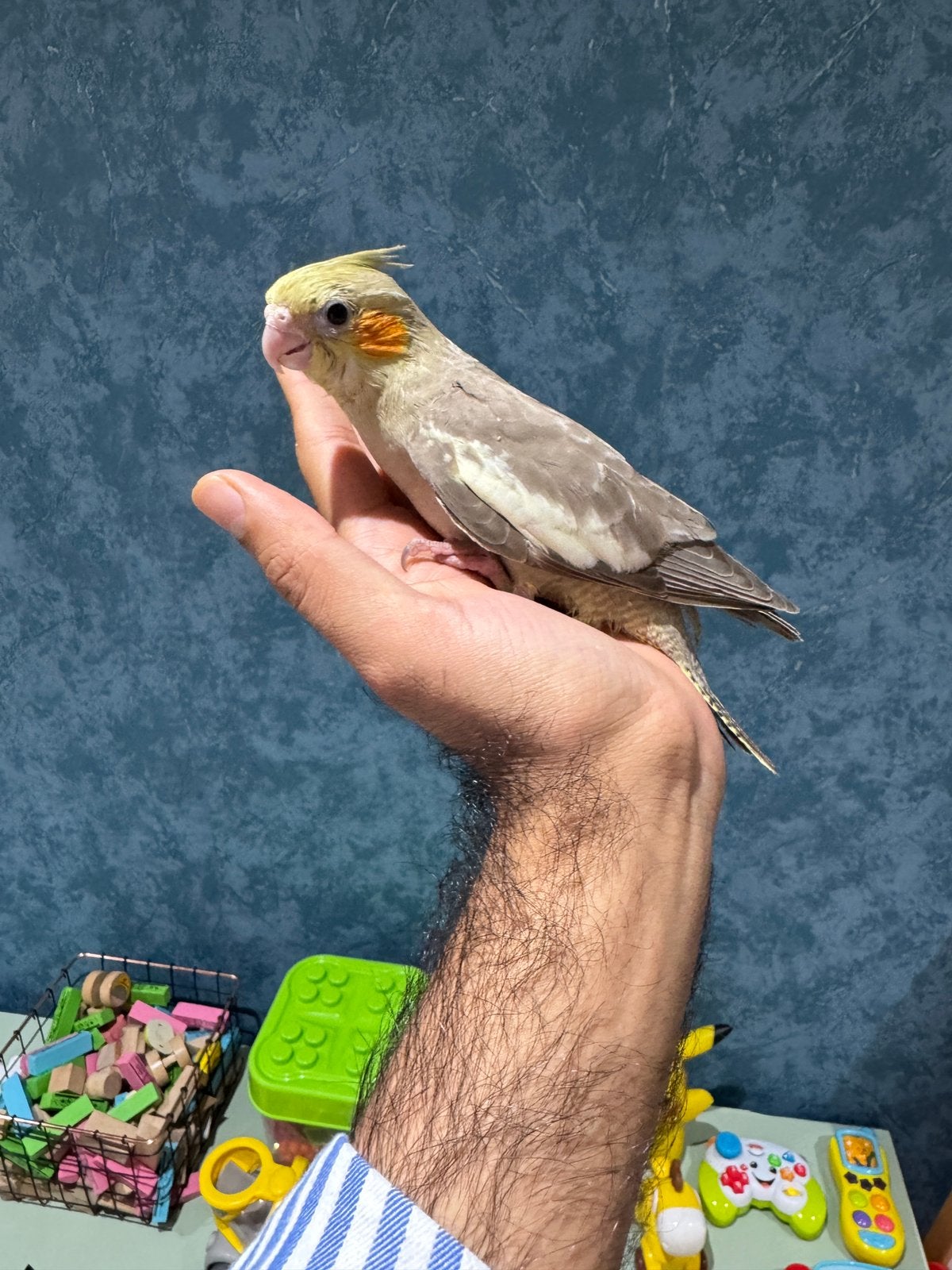 Supertamme babyvalkparkiet, Dieren en Toebehoren