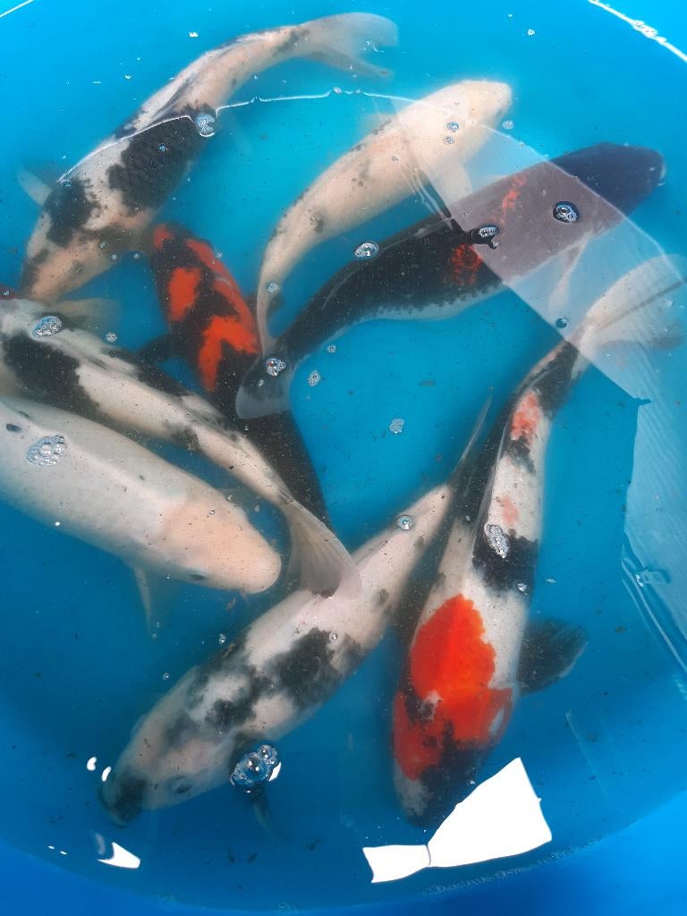 mooie japanse koi, Dieren en Toebehoren, Karper of Koi