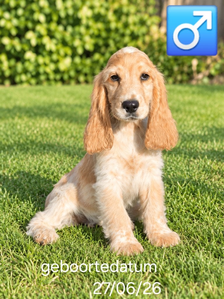 engelse cocker pups, Dieren en Toebehoren, België, 15 weken tot 1 jaar, CDV (hondenziekte), Meerdere