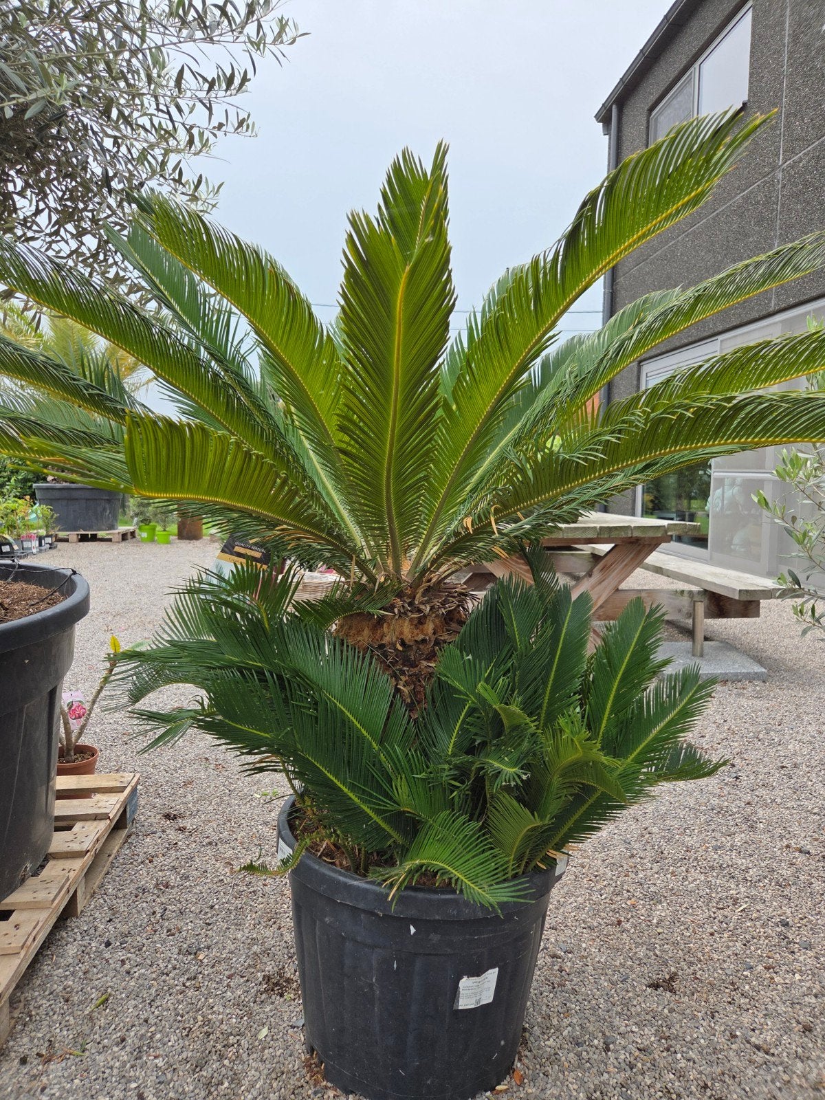 Cycas Revoluta - Vredespalm, Ophalen, Halfschaduw
