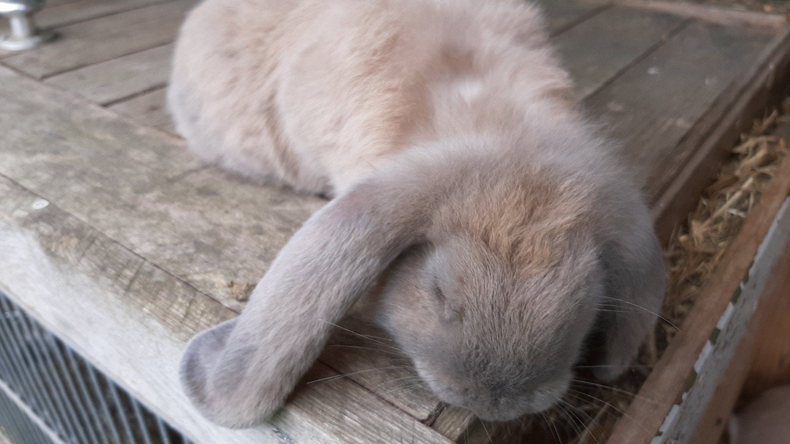 Franse hangoor, Dieren en Toebehoren, Vrouwelijk, Groot, Hangoor, 0 tot 2 jaar