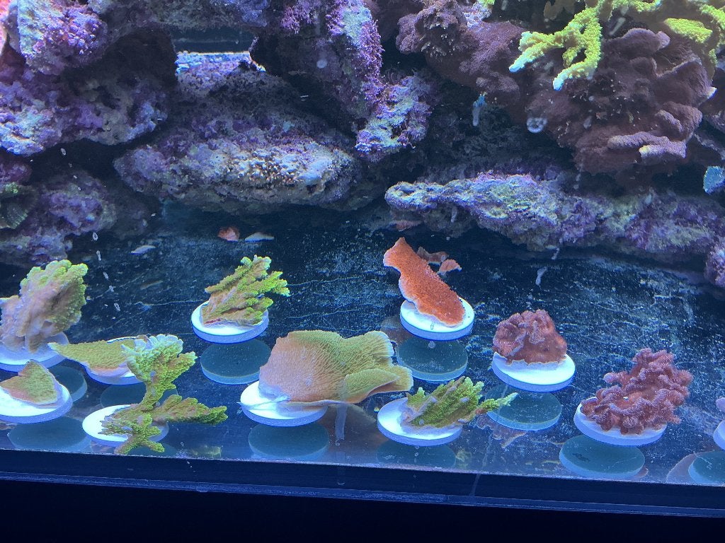 Montipora groen, Dieren en Toebehoren, Ophalen