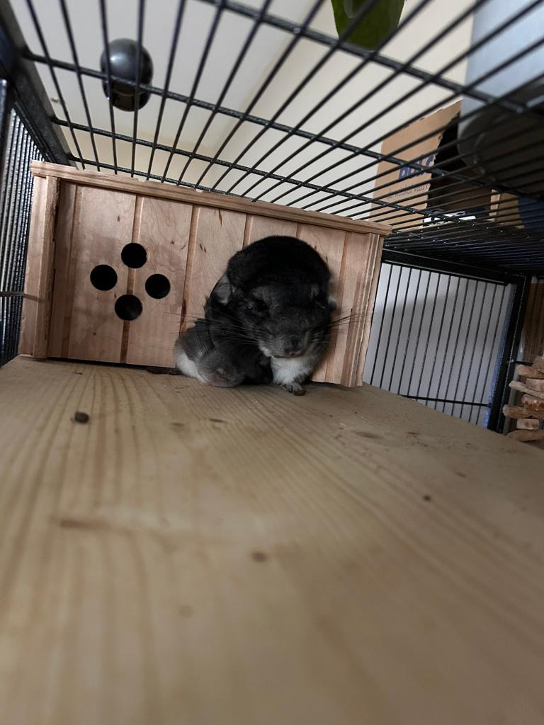 2 Chinchillas à donner, Chinchilla, Juin, Domestique, Femelle