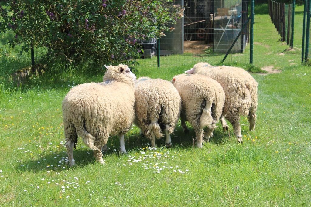 schapen, Dieren en Toebehoren, Schapen, Geiten en Varkens, Mannelijk, 0 tot 2 jaar