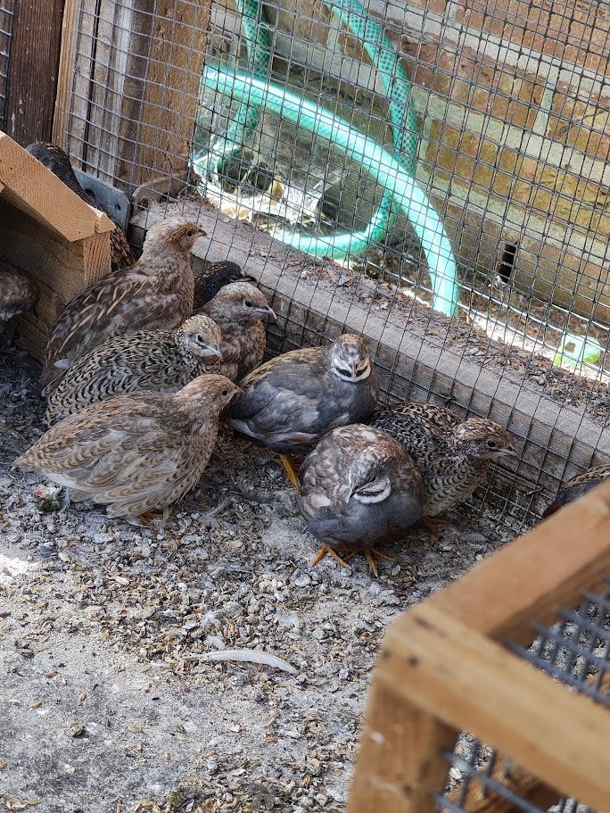 chinese dwergkwartels uitgepikt 5 juli 2026, Plusieurs animaux, Autres espèces
