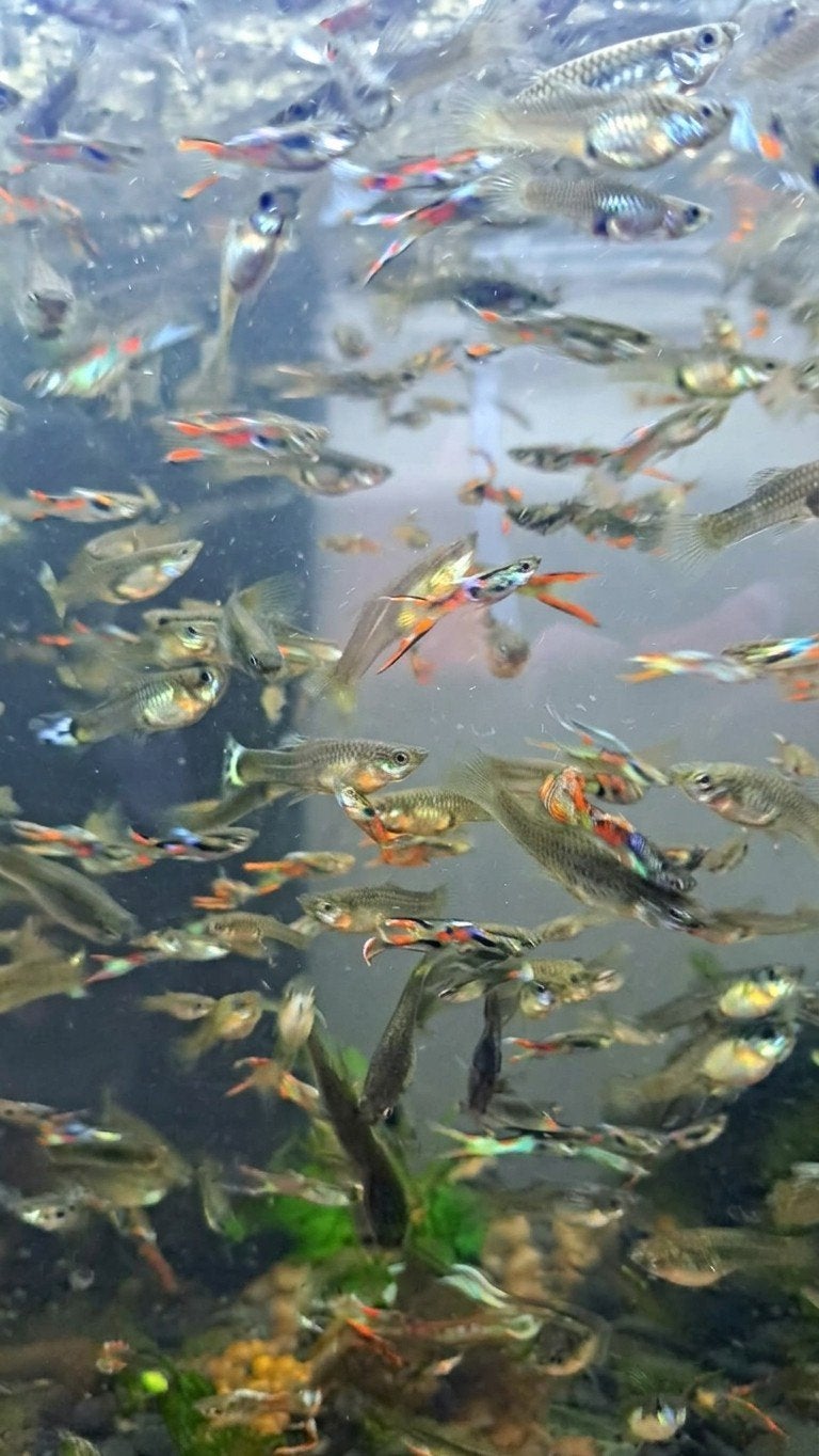 Guppy visjes, Dieren en Toebehoren, Vissen | Vijvervissen
