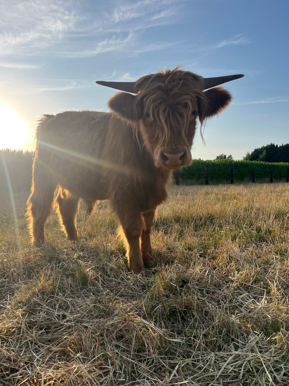 Schotse hooglanders, Dieren en Toebehoren, Mannelijk, 0 tot 2 jaar