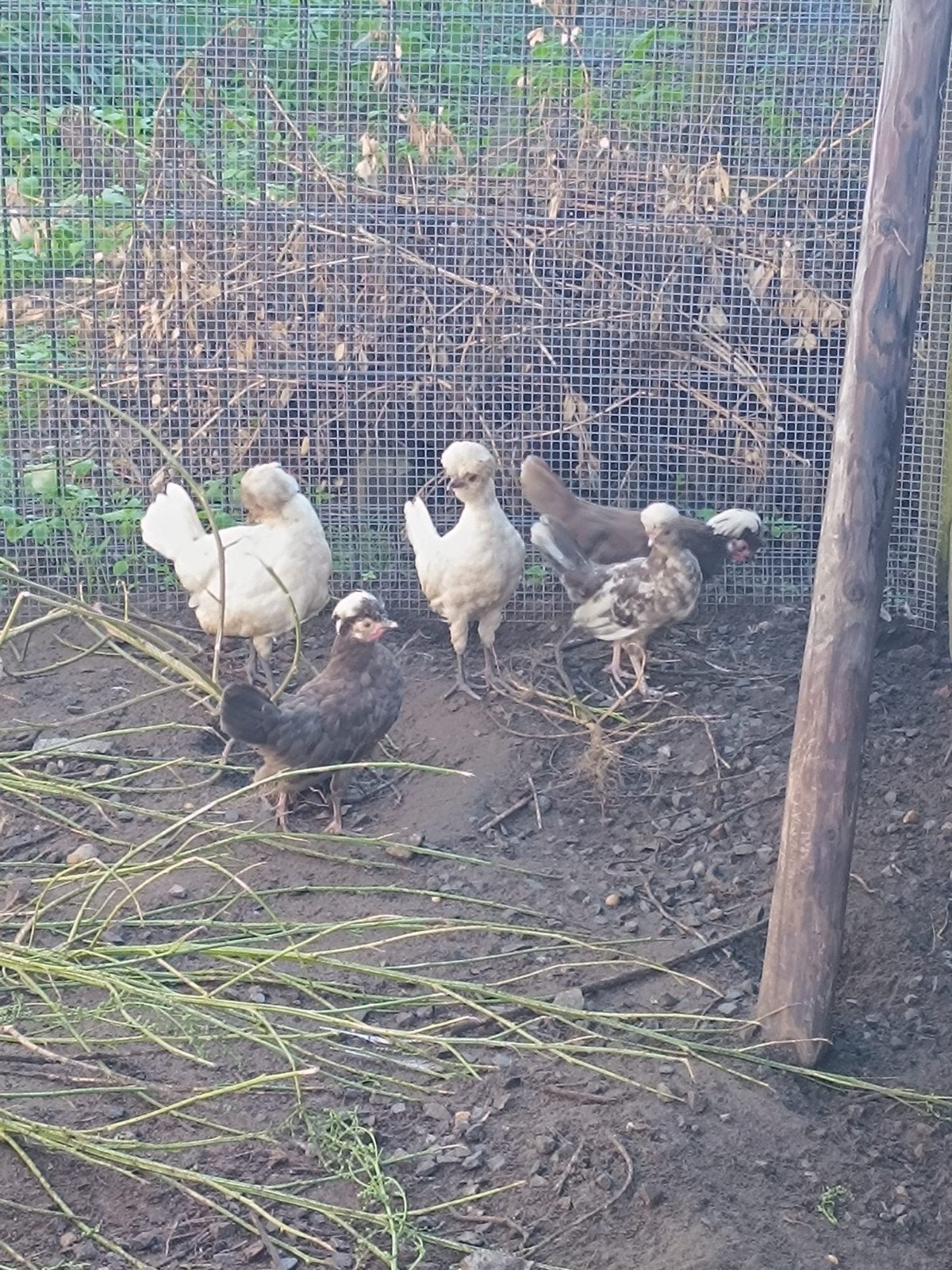 5 mooie Padua x Hollandse kuifhoen te koop, Dieren en Toebehoren