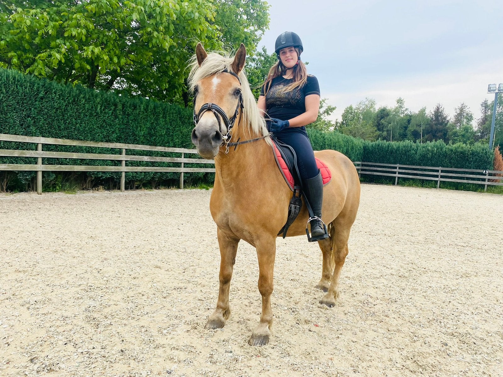 Ervaren bijrijder/verzorger gezocht toffe Haflinger Betekom, Merrie, Dressuurpaard, 160 tot 165 cm, 11 jaar of ouder