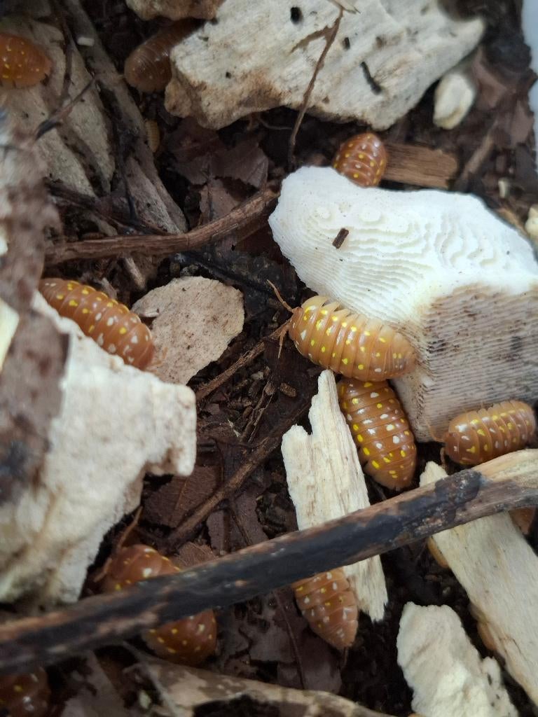 Isopods - Armadillidium frontetriangulum Orange, Dieren en Toebehoren, Overige soorten