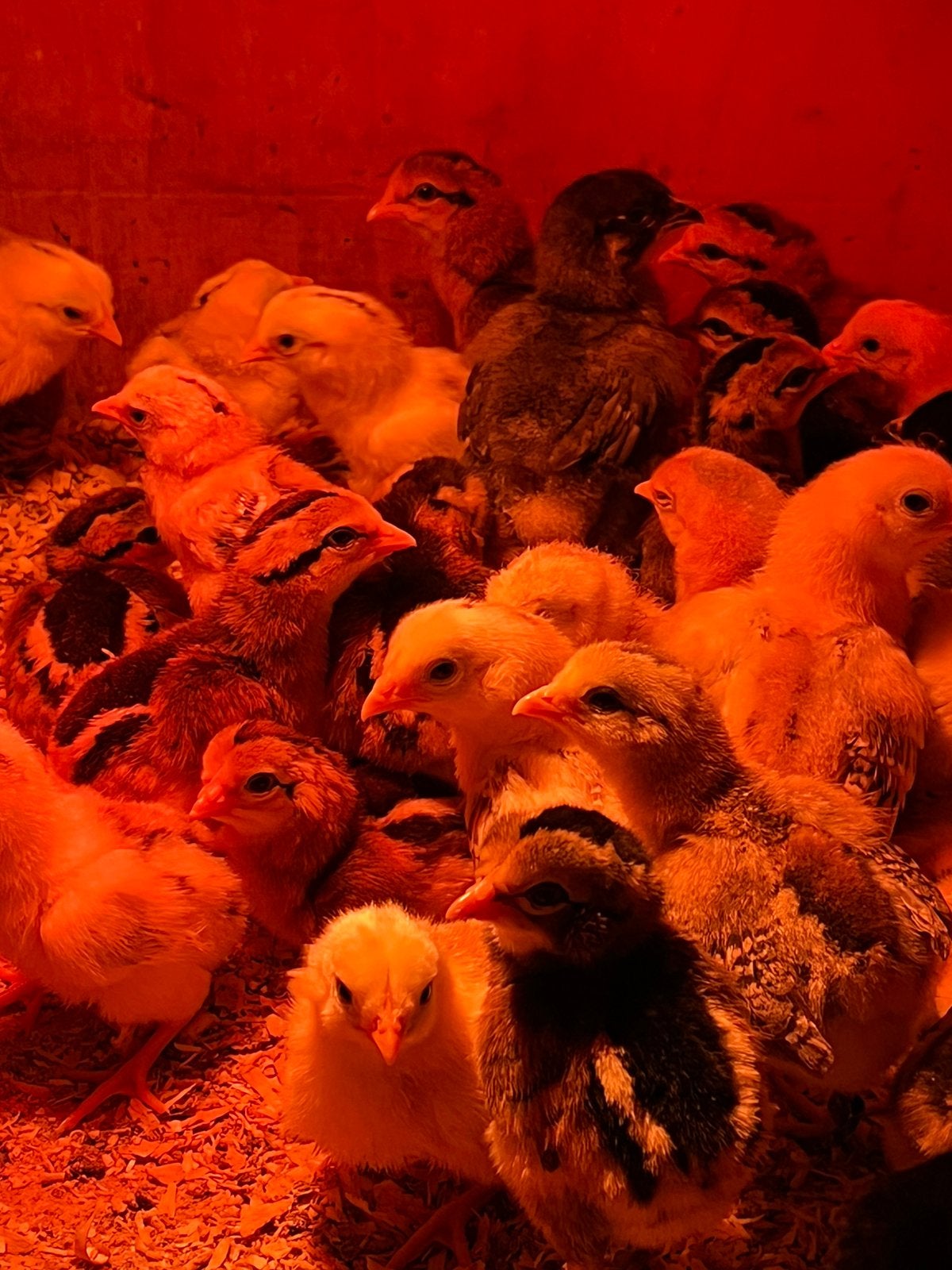 Prachtige Araucana kuikens - 15 dagen oud, Dieren en Toebehoren, Pluimvee, Geslacht onbekend, Kip