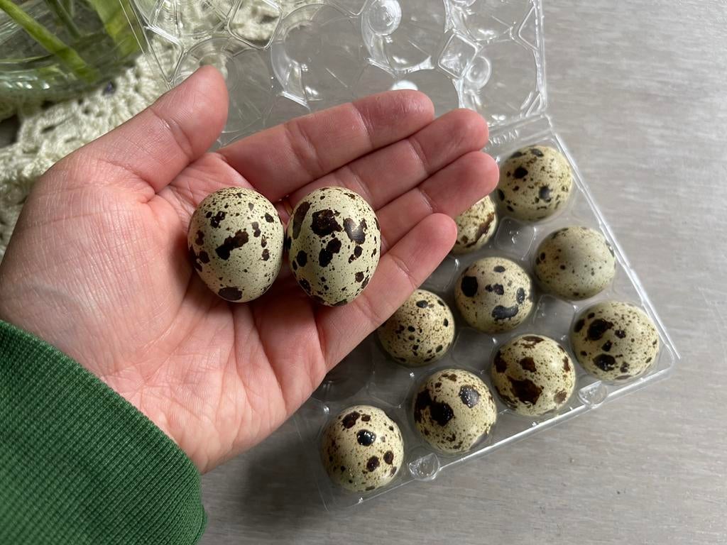Broedeieren Japanse jumbo kwartels, Dieren en Toebehoren