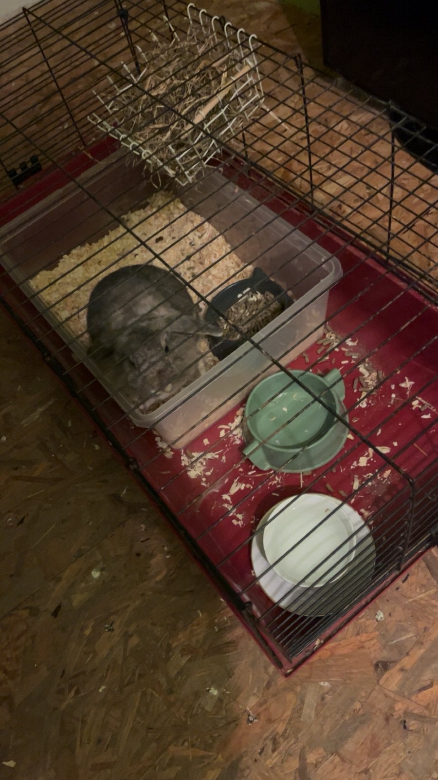 Lapine 3 ans, Animaux & Accessoires, Enlèvement, Comme neuf, Cage