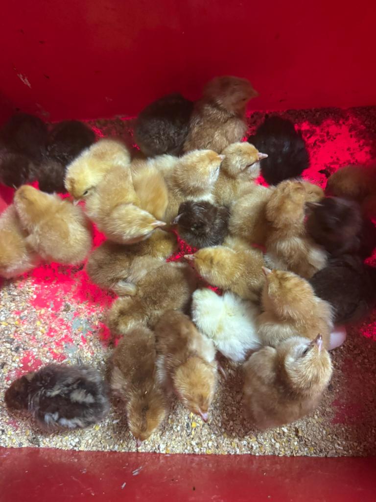 Verschillende kuikens, Poule ou poulet