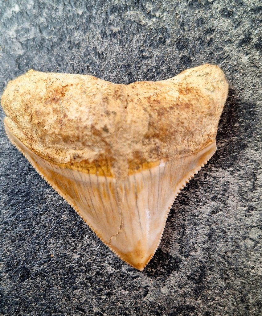 dent de mégalodon indonésien 5,5 x 5,4 x 1 cm, Enlèvement ou Envoi, Fossile