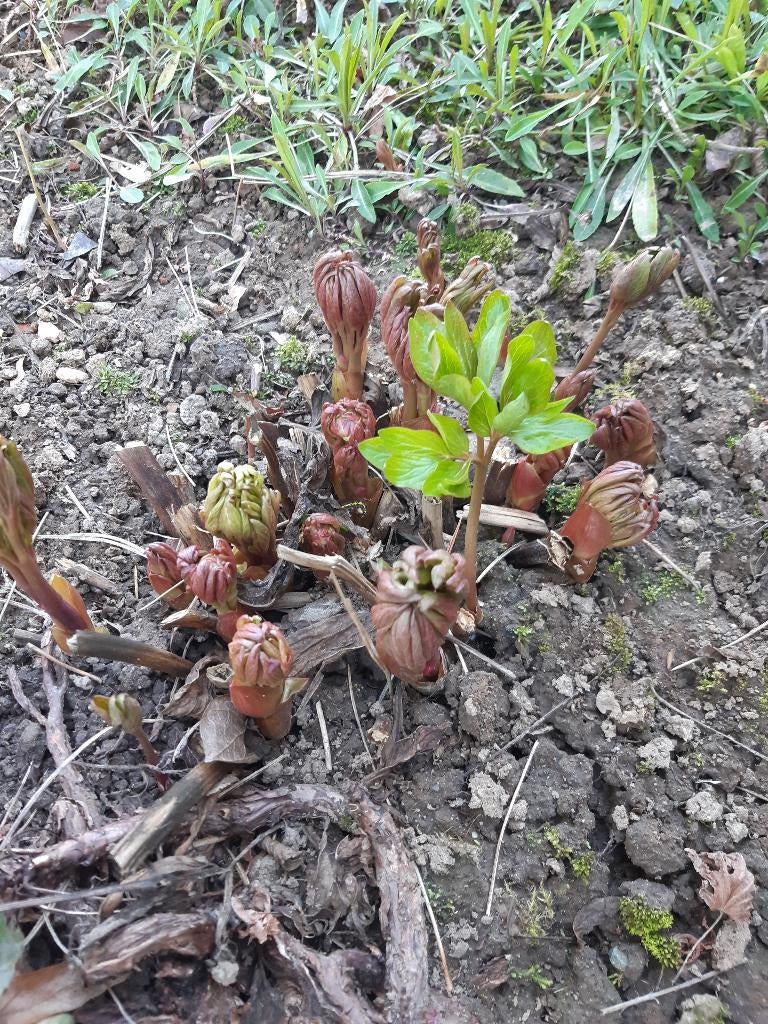 boeren pioen, Tuin en Terras, Ophalen
