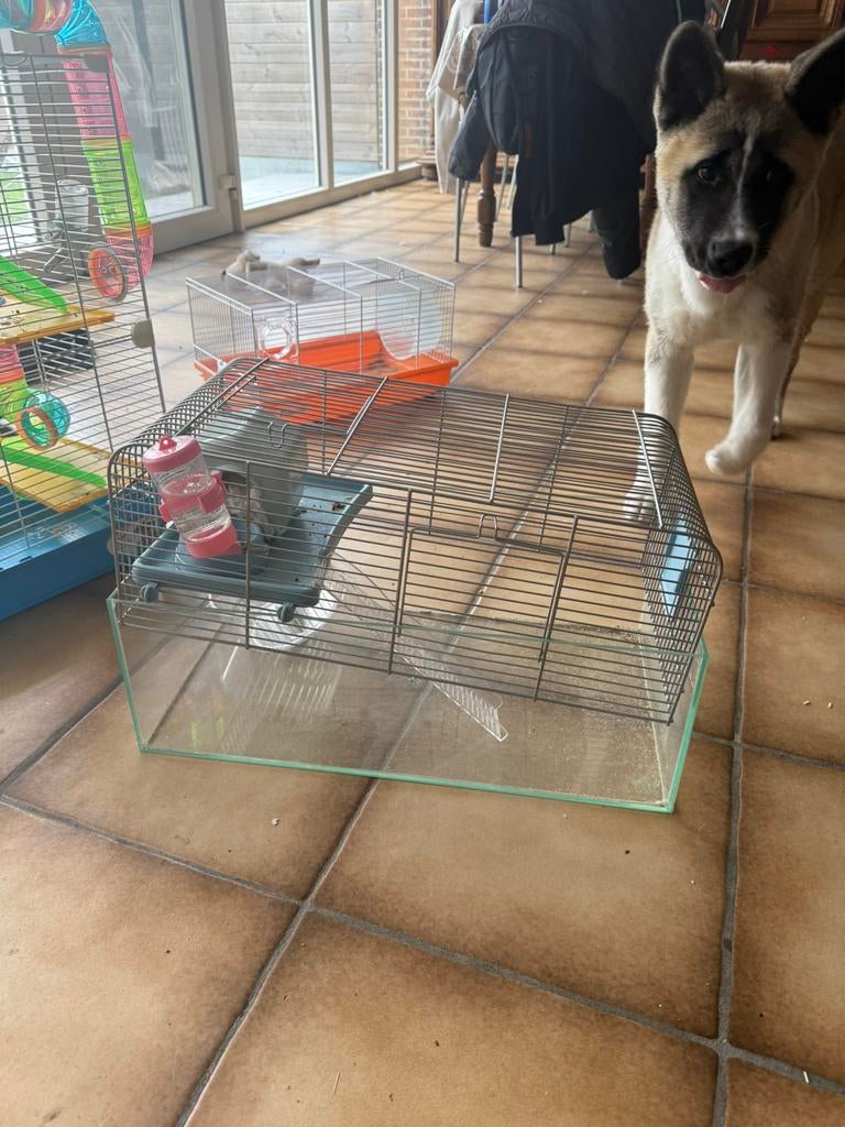 Glazen hamsterkooi met huisje, Dieren en Toebehoren, Ophalen, Zo goed als nieuw