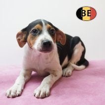 Chiots Fox Belges vifs et intelligents à vendre, Commerçant, Maladie de Carré (chiens), Autres races, 8 à 15 semaines