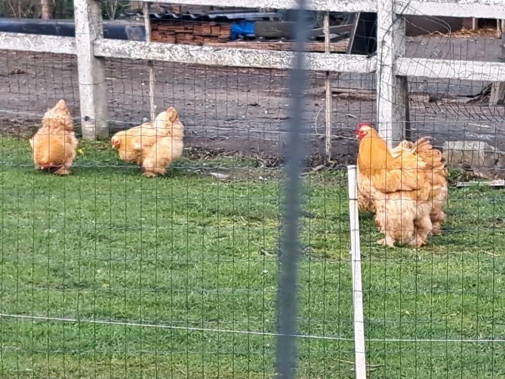 groothoender cochine  !!!!!!!ENKEL BROEDEIEREN!!!!!!!!, Dieren en Toebehoren, Pluimvee, Kip