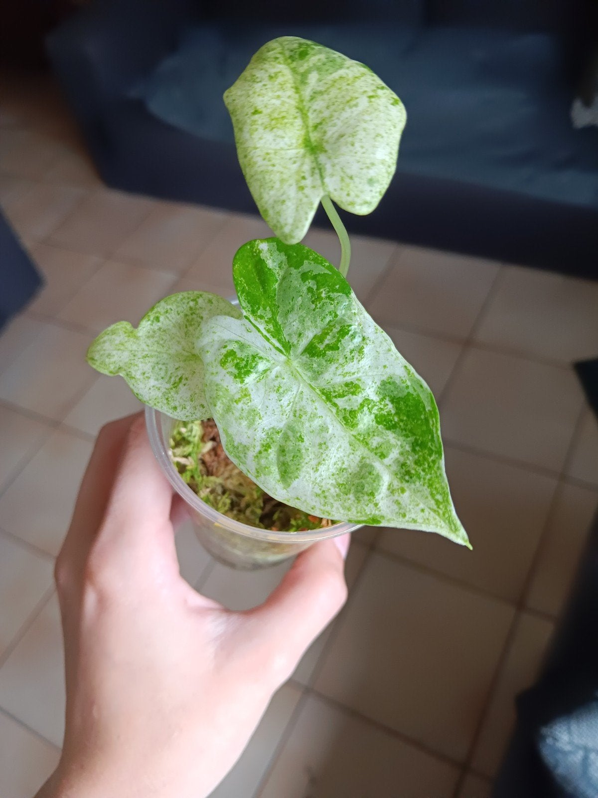 Alocasia Macrorrhiza Splash, Ophalen, Overige soorten, Halfschaduw, Minder dan 100 cm
