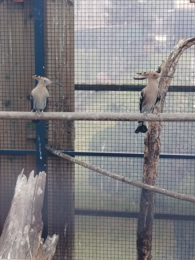 HOPPEN , EIGEN KWEEK 2026, NATUURBOED,, Dieren en Toebehoren, Vogels | Overige Vogels, Meerdere dieren, Tropenvogel, Geringd