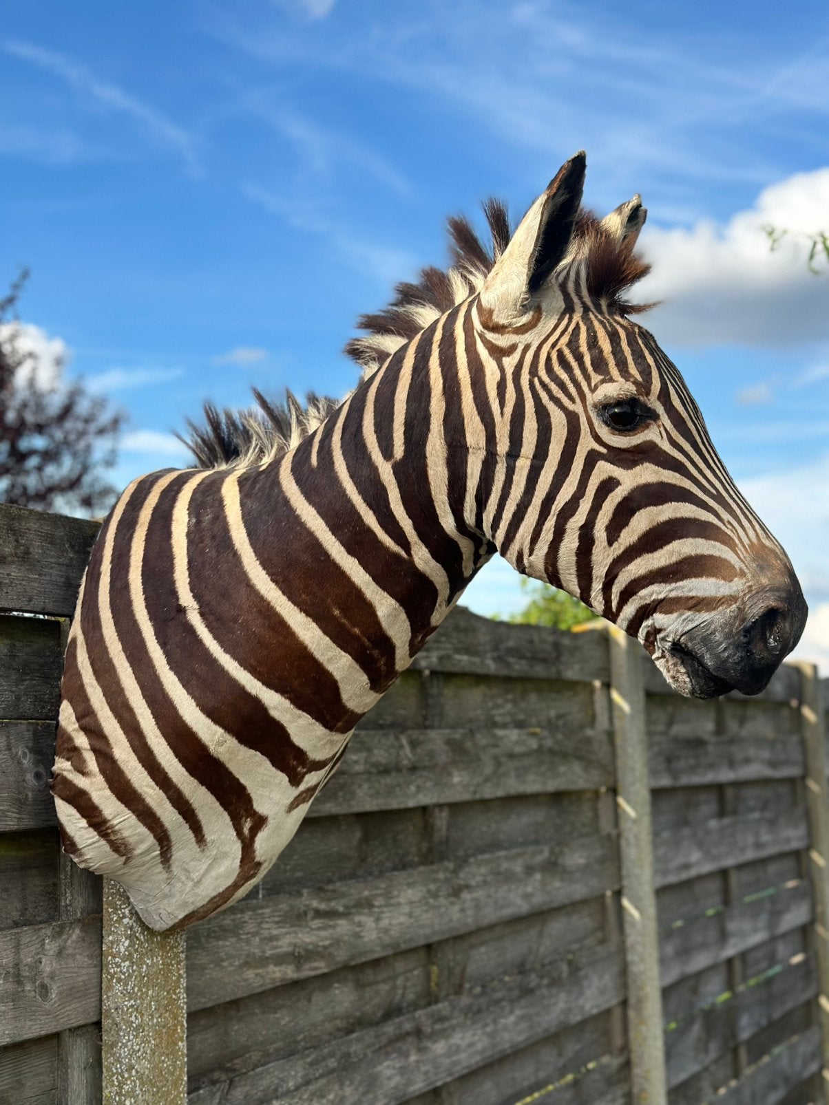 Zebra kop opgezette, Ophalen