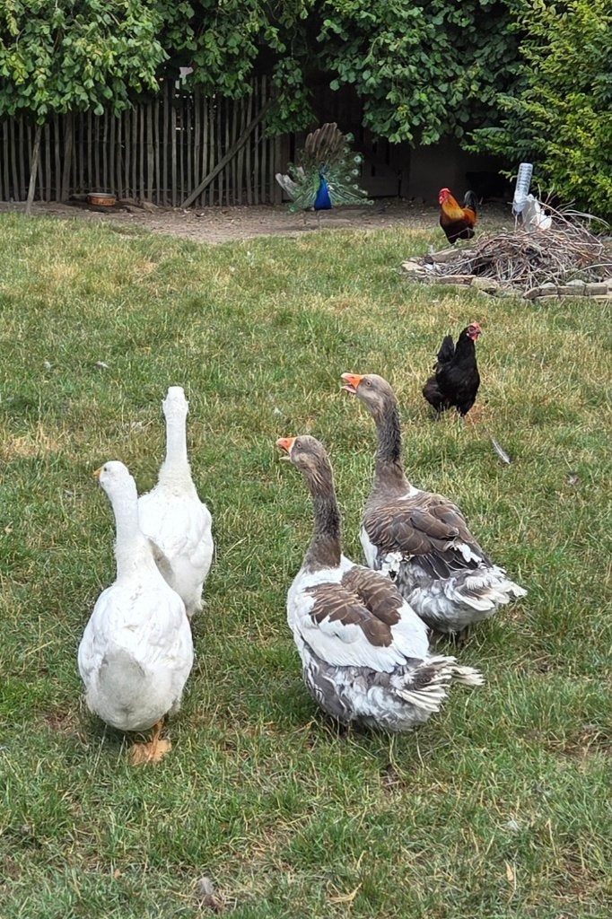 Jonge witte ganzen, Meerdere dieren, Gans of Zwaan