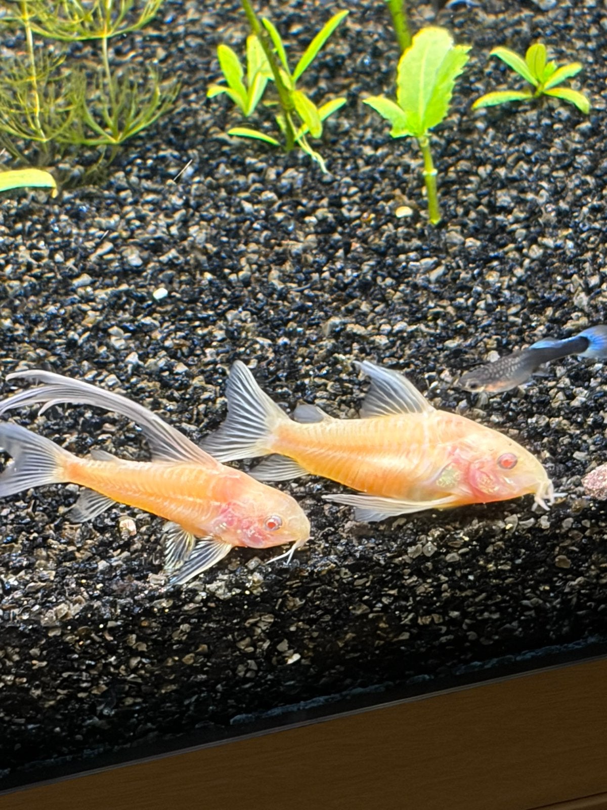 longfin, Animaux & Accessoires