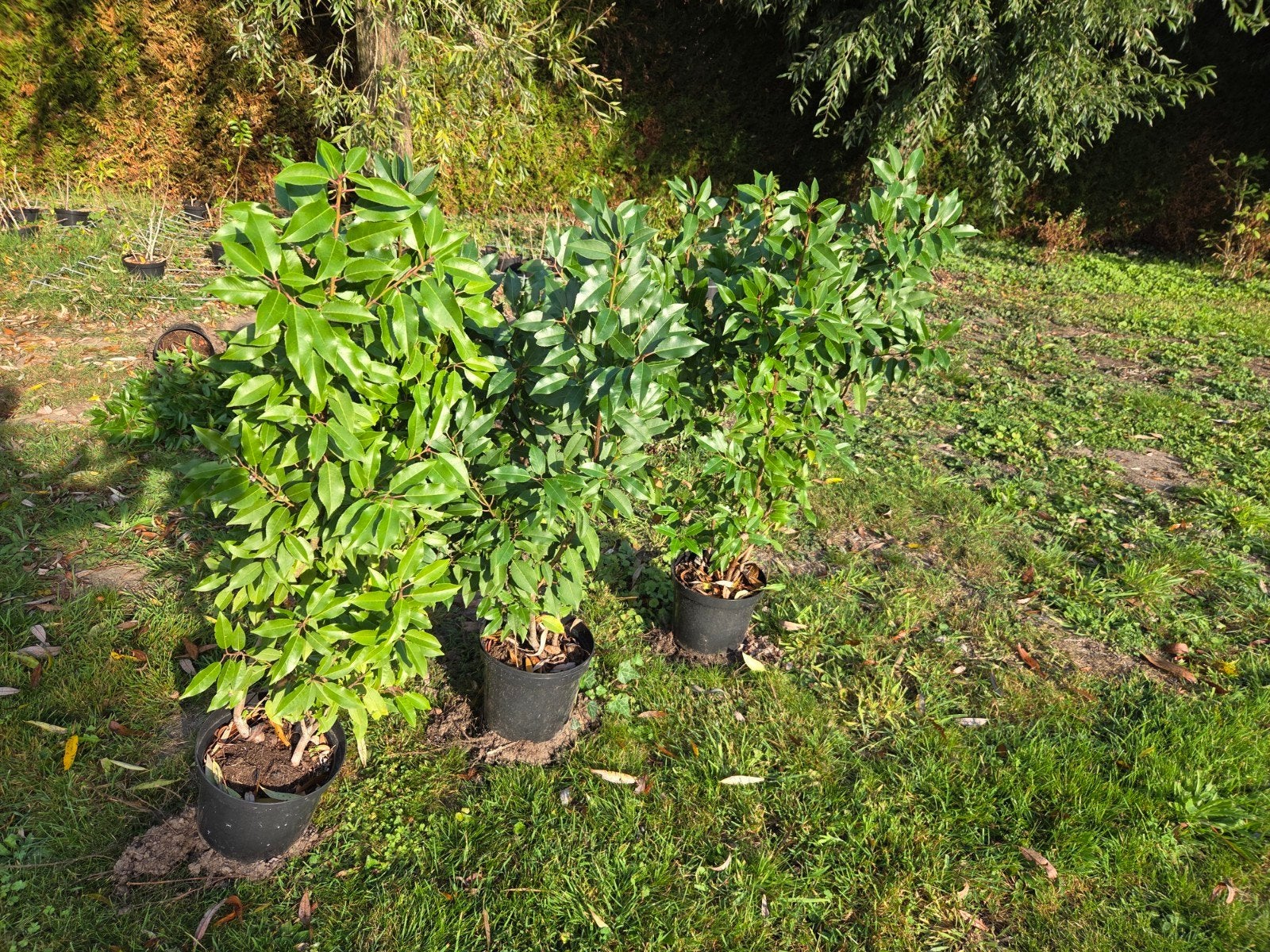 VENTE DE LAURIERS PORTUGAIS - À PARTIR DE 1 EURO


 SORTIE T, Jardin & Terrasse, Enlèvement, Laurier, Haie