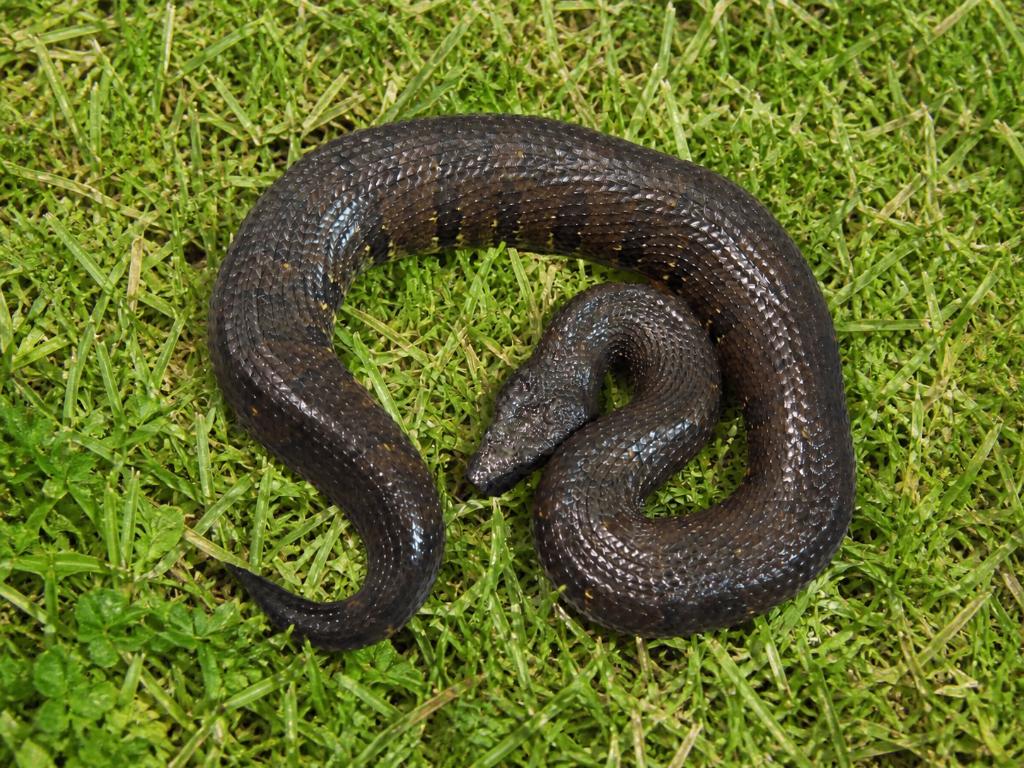 Couples Candoia aspera Boa vipère de Nouvelle-Guinée, Serpent