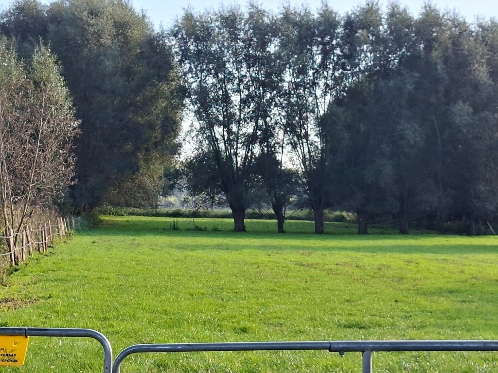Gratis wilgenhout, Januari
