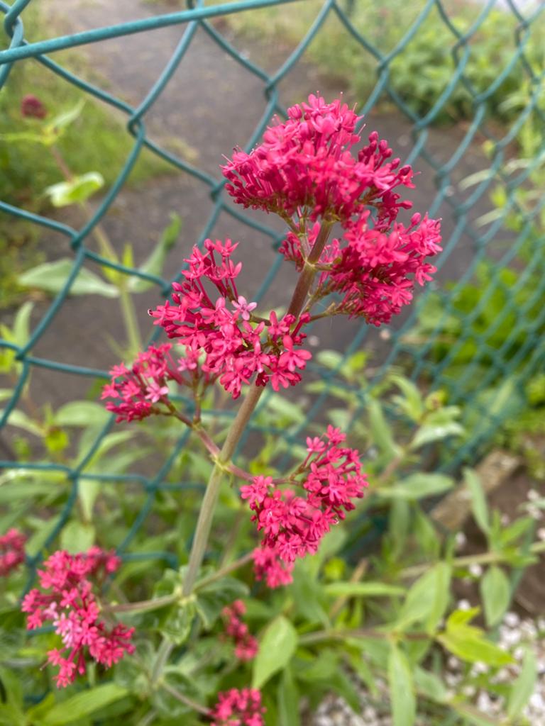 Spoorbloem (rode Valeriaan), Tuin en Terras, Bloembollen en Zaden, Ophalen